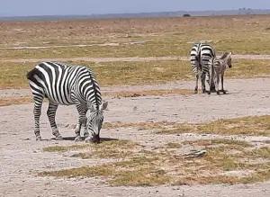 Jacquelien 01 Hier ook al een zebrapaardje